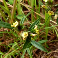 Stylosanthes fruticosa (Retz.) Alston